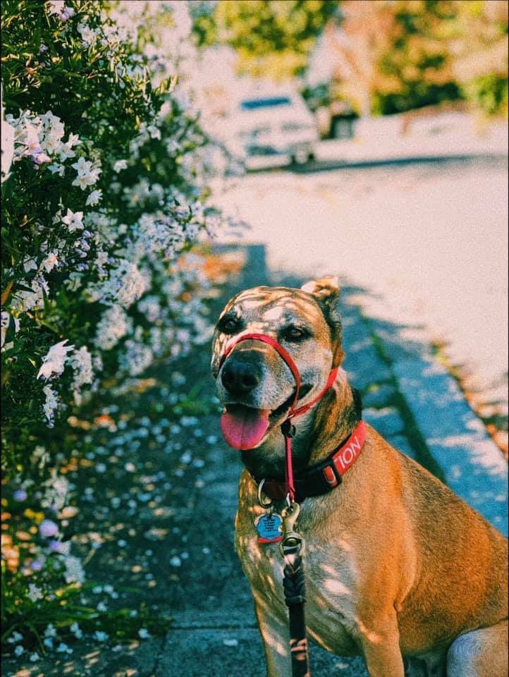 Maya